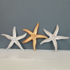 TRIPLE SEA STAR WALL