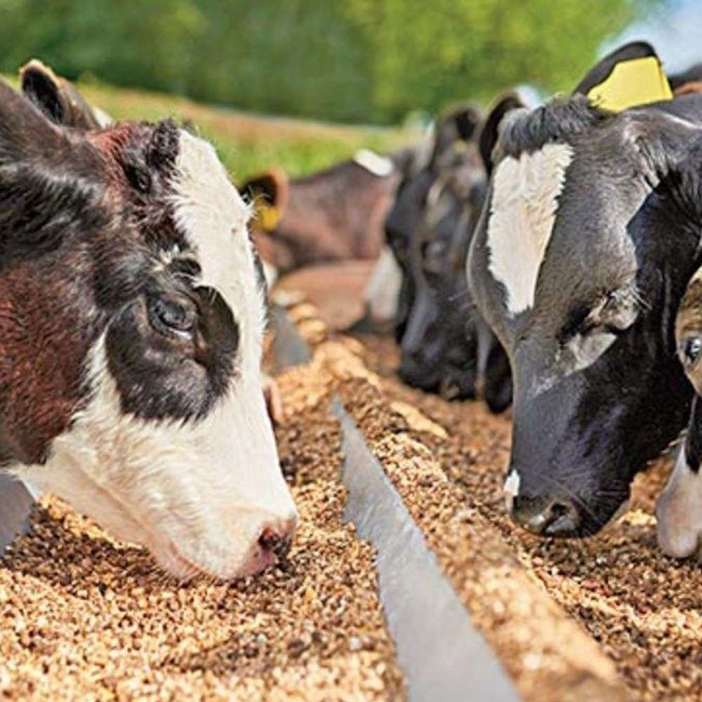 ANIMAL FEED SUPPLEMENT - COTTON SEED RESIDUE ROUGHAGE MEAL 5